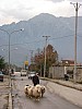 v_Bajram_Curri_street_sheep