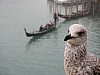 Venice_bird_gondola2