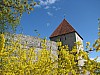 Tallinn_city_wall_flowers