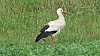 Stork in countryside