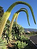 Agave plant, La Palma