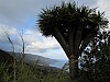 Drago tree and NE coast of La Palma