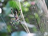 Orb spider, Cahuita NP