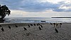 Buzzards on the beach, Cahuita NP