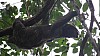 Sloth, Manzanillo, Costa Rica