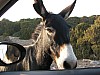 Karpasia_donkey_car2