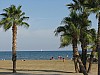 Larnaca_beach_palms