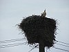 Stork_nest