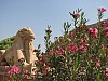 Karnak_flowers_sphinx