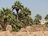 Luxor_Temple_Avenue_Sphinx