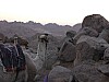 Sinai_camel_mountains