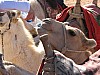 Wadi_Rum_camel_drink