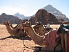 Wadi_Rum_camels