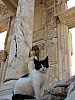 v_Ephesus_Cat