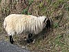 Killary_Harbor_sheep2