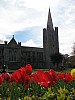 v_Dublin_St_Patricks_flowers