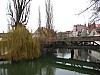 Nuremberg_River_Tree2