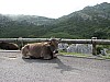 Covadonga_cows4