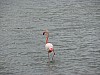 Marseilles_flamingoes3