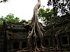 taprohm_tree_temple2