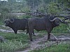rt_buffalo5