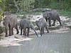 rt_elephants2