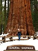 b_Sequoia_GeneralSherman
