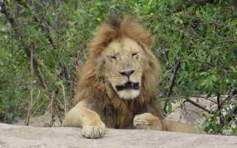 Serengeti lion